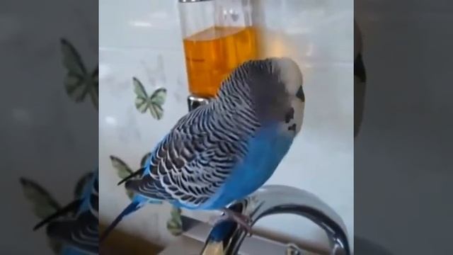 Кеша красава
