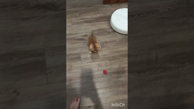 Как мы играем с котёнком
