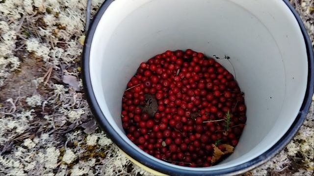 Бруснику не могу набрать)