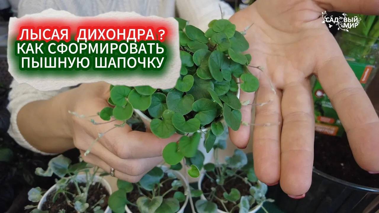 ПЫШНАЯ ДИХОНДРА - КАК СФОРМИРОВАТЬ ГУСТУЮ ШАПОЧКУ. СЕКРЕТЫ ВЫРАЩИВАНИЯ ДИХОНДРЫ СЕРЕБРИСТОЙ