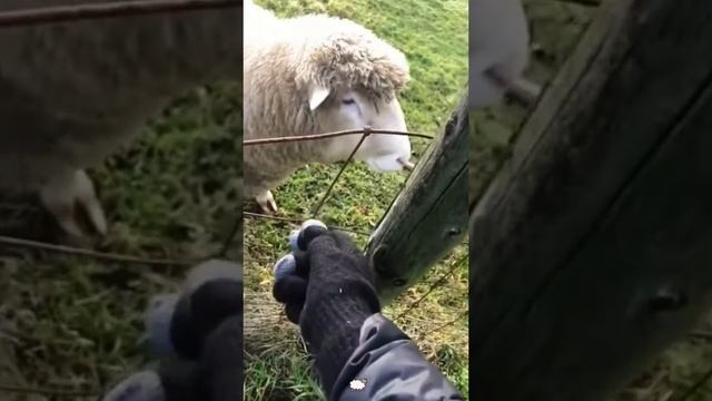Funny goats 😹🐐