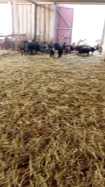VID-20250315-WA0042
