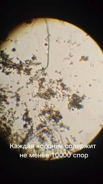 Красота плесени