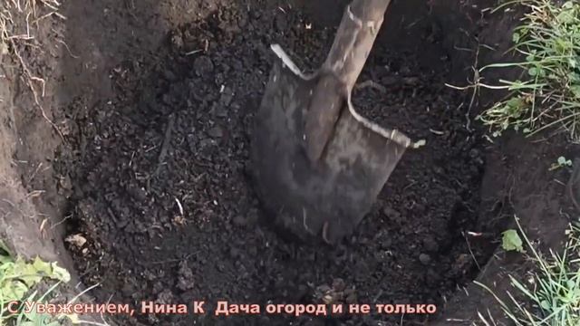 Супер простой способ пересадки яблони осенью.