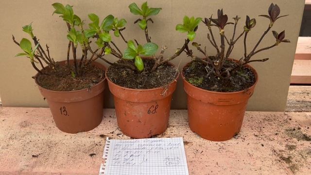 Поторопитесь это сделать! Отправка крупнолистной гортензии 💚