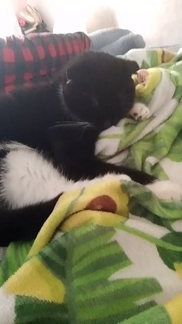 моя кошка её зовут Алиса