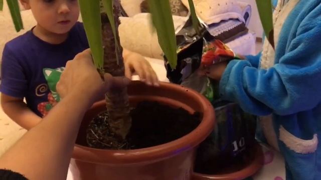 Милана И Даня пересаживают пальму. Самые лучшие дети.