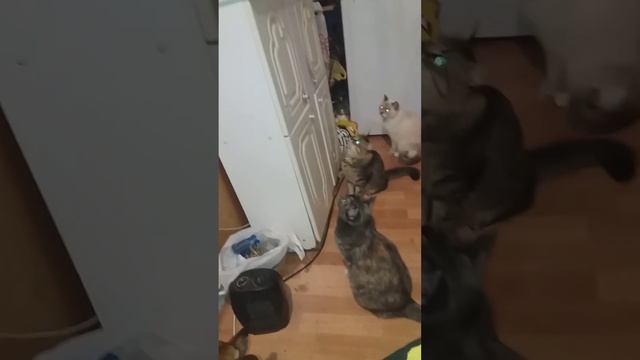 Мои питомцы ждут ужин