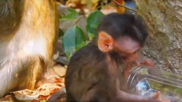 Без молока и день безрадостным кажется   1000039049.mp4