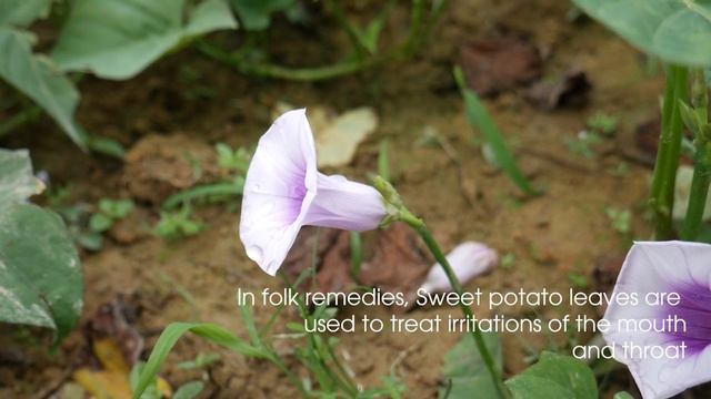 SWEET POTATO LEAVES: The Ridiculously Healthy Greens You've Never Heard Of