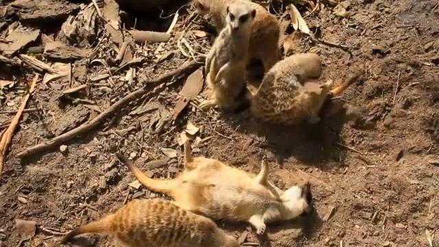 Lazy Ass Meerkats