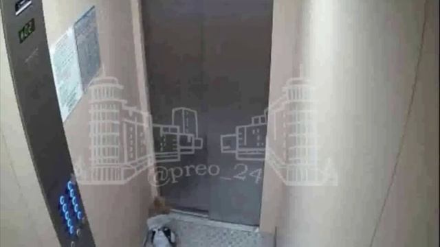 Жуть: Лифт чуть не обезглавил собаку в Красноярске