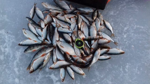 Кандрыкуль🎣 Мормышка 2 мм. Леска 0,085 мм. Наживка мотыль и тесто🎣 Клев вялый.