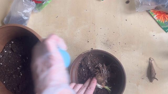 Георгины из Фикспрайс Посадка в горшки 🌸