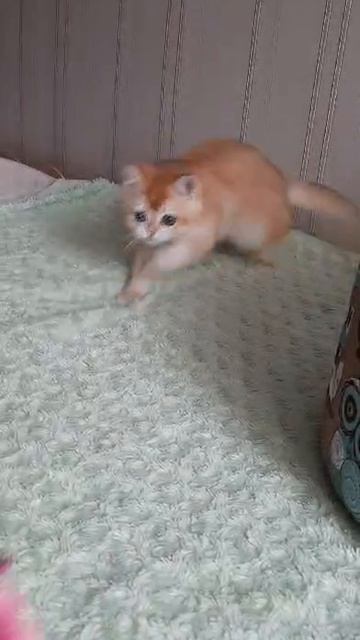 Британский котик