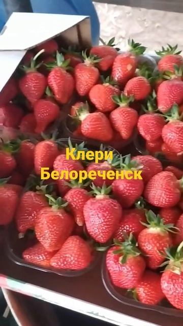 клубника клери, сборы клубники 1 мая
