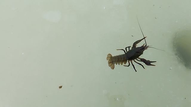 VID_20250315_094011.mp4 рыба не клюёт зато рака поймал на мормышку