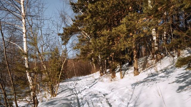 Звуки леса и природы. Зимний лес, сосны, протоптанная тропинка по снегу. Лесная гармония.