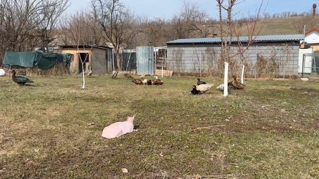 Сельская Жизнь Без Прикрас! Начался Огородный Сезон, Выпрямимся Осенью!