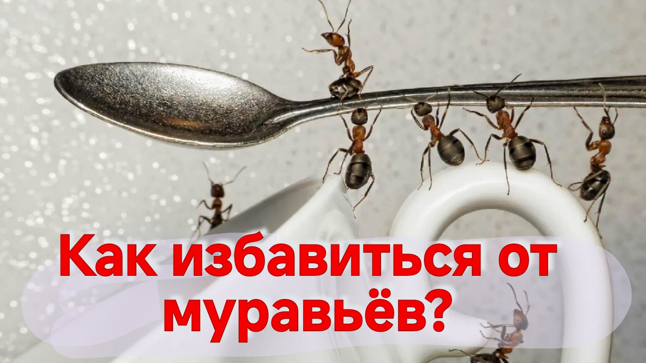 СРЕДСТВО ОТ МУРАВЬЁВ. КАК ИЗБАВИТЬСЯ ОТ МУРАВЬЁВ? БОРЬБА С МУРАВЬЯМИ. ЛУЧШЕЕ СРЕДСТВО.топ-7.