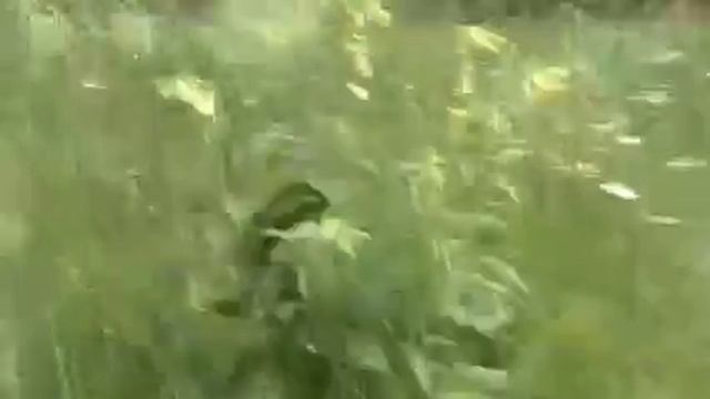поговори со мной трава