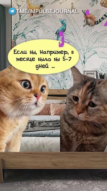 Было бы классно #мыкотики #вмем #разговор #анекдот #шутки #животные #юмор #кошки #смешное #мемы