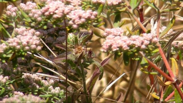 Santa Cruz Island Buckwheat