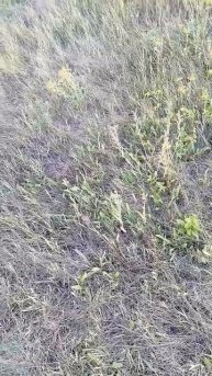 не судьба...