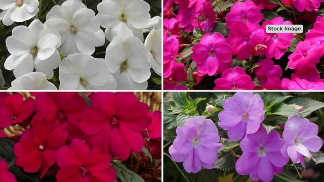 Cottage Farms 4-Piece Tough as Nails SunPatiens Live Plants on QVC