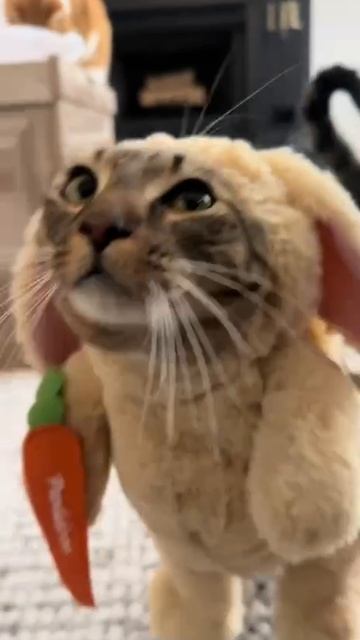 Котики:)