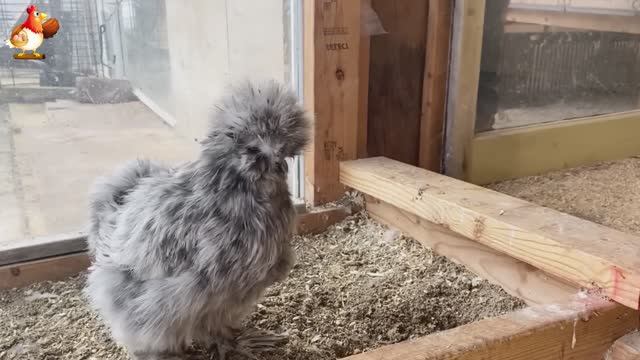 Идеальное птицеводство достойно восхищения 🐓🦆🦢🦚🦃🐔 эпизод (108)