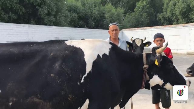 MANA  XAQIYQIY  SUT  BERADIGAN  SIGIRLAR😳  SOTILADI