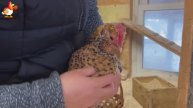 Идеальное птицеводство достойно восхищения 🐓🦆🦢🦚🦃🐔 эпизод (107)