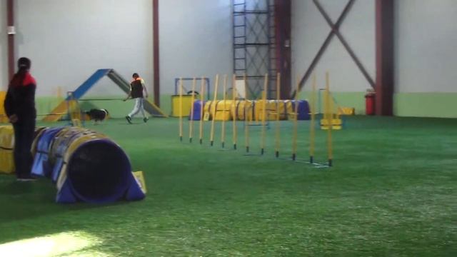 D-Open Medium. Чиж Елена и шелти Рамзес