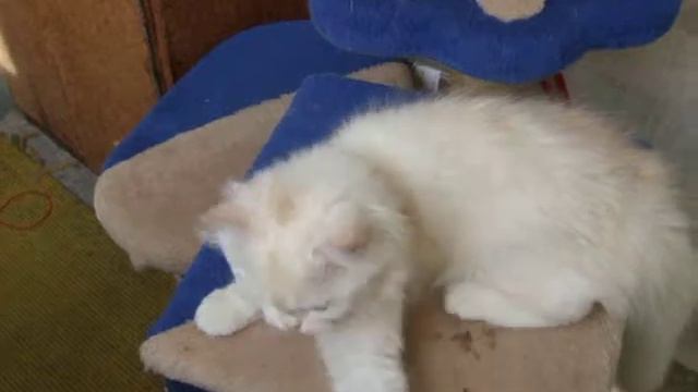 Персидские котята