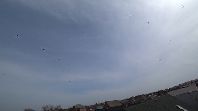 15.03.25 г. Андижанские голуби, посадка (2)