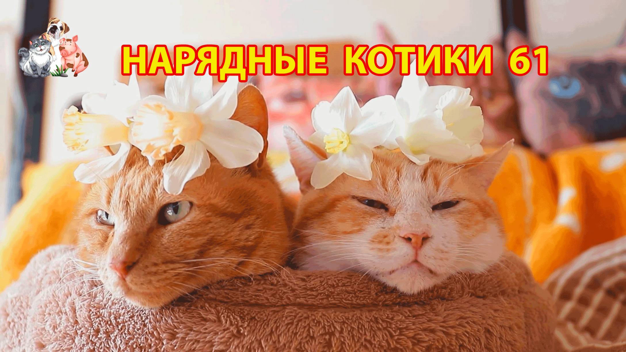 Нарядные Котики расслабляются на солнышке 🌞 🐈🐈⬛🐈 (61)