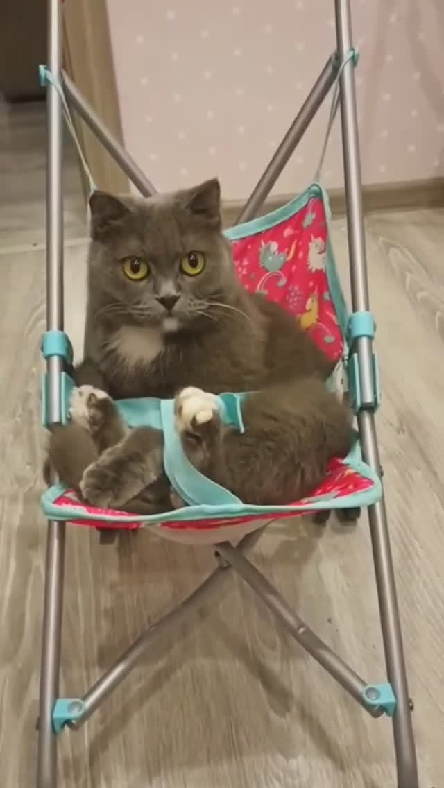 Как уложить кошку спать