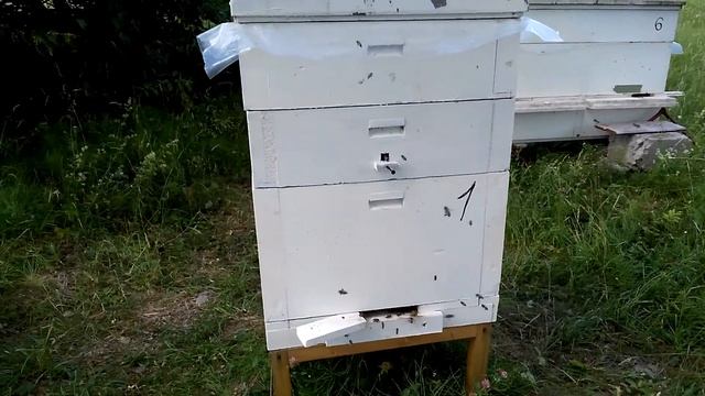 Улей из ЭППС с двумя магазинами