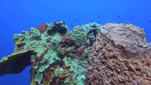 Cozumel Secrets Aura and Scuba Diving trip