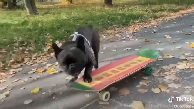Мопс