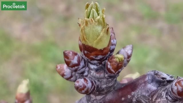 Первая и главная обработка сада весной, когда и чем.