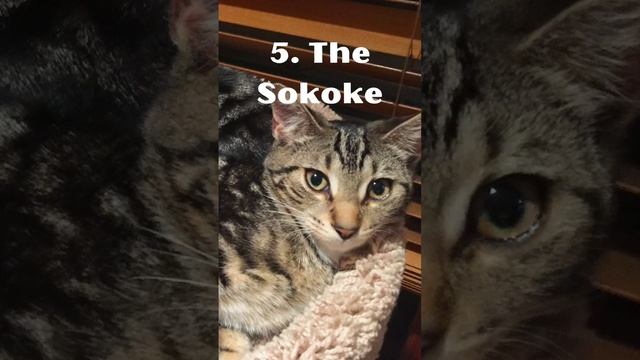Rarest Wild Cats in the World. #shorts #youtubeshorts #wildcats #cats