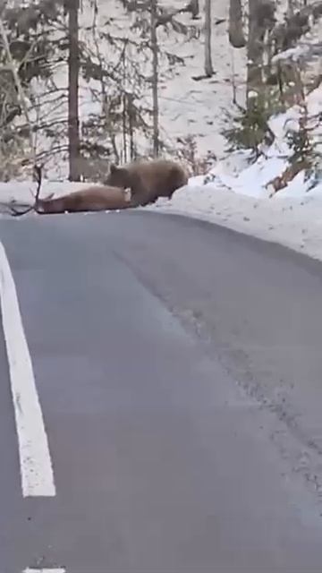 медведь захотел есть