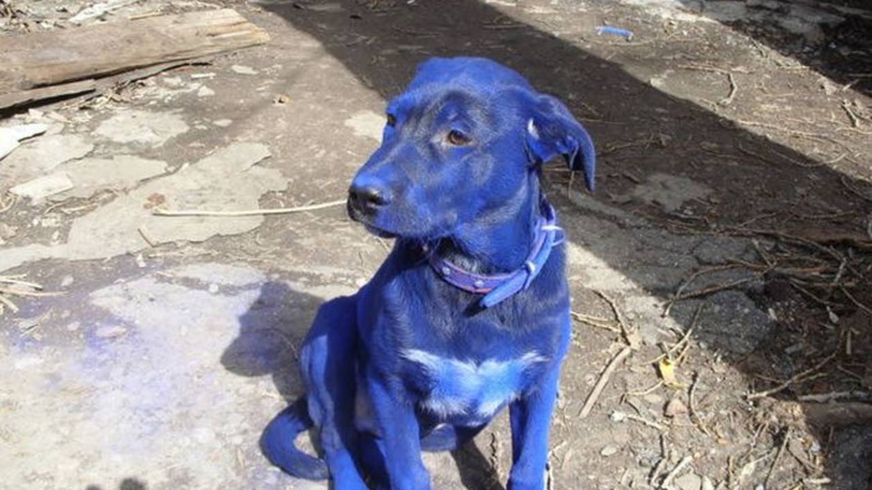 СИНИЙ  ПЁС
