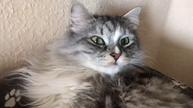 Нашелся Кевин. Вернулся Лео