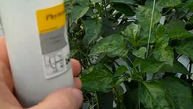 Commercial Pest Control in The Pepper Greenhouse (Spider Mites), Part 1.