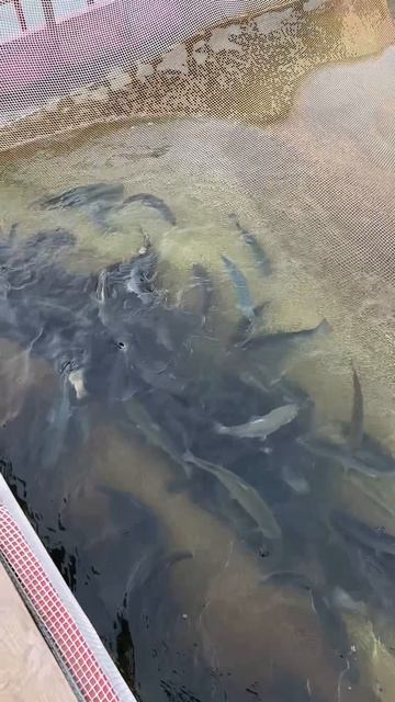 Запуск форели