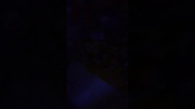 пять ночей с голуби