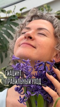 Гиацинт, уход .
